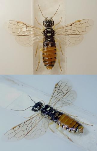 Réf. 301 884 : Pamphilius vafer