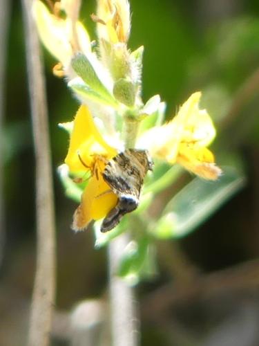 Celypha sp.