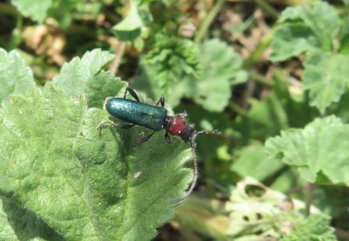 Certallum ebulinum