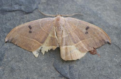 Watsonalla sp.