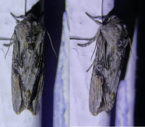 Réf. 301 395 : Egira conspicillaris