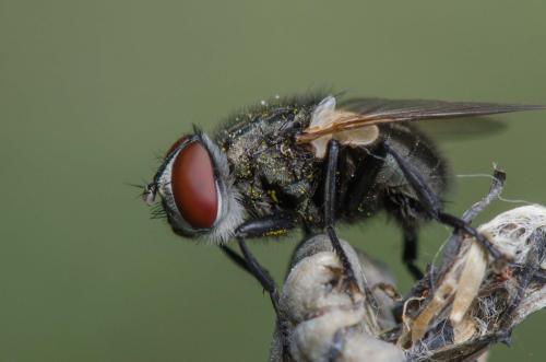 www.galerie-insecte.org/galerie/image/dos301/big/Xysta%20holosericea%20-%2001%20mai%202022%2018h16.jpg