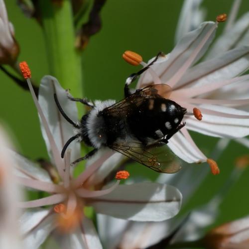Réf. 301 863 : Melecta albifrons