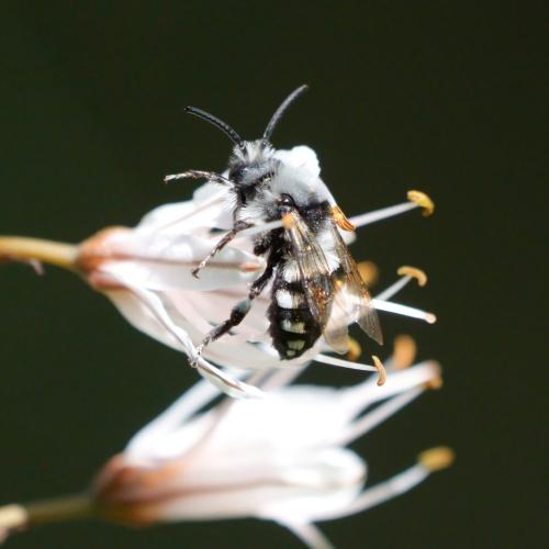 Melecta albifrons