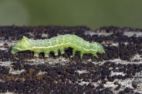 Amphipyra pyramidea