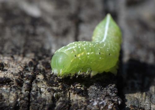 Amphipyra pyramidea
