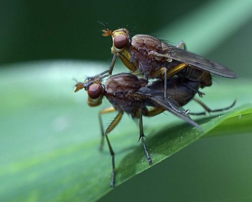 Tetanocera ferruginea
