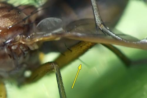 Réf. 301 570 : Tetanocera ferruginea