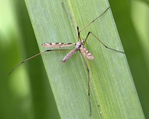 Limnophila pictipennis