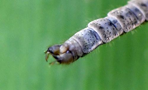 Limnophila pictipennis
