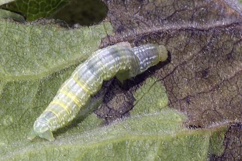 Operophtera brumata