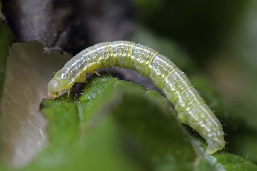 Operophtera brumata