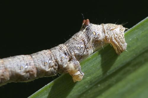 Colotois pennaria