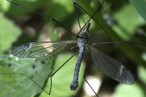 Tipula luna