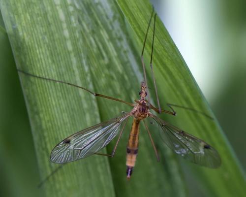 Réf. 301 848 : Tipula lunata