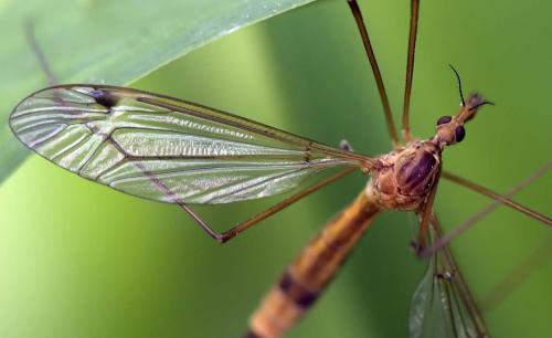 Réf. 301 849 : Tipula lunata