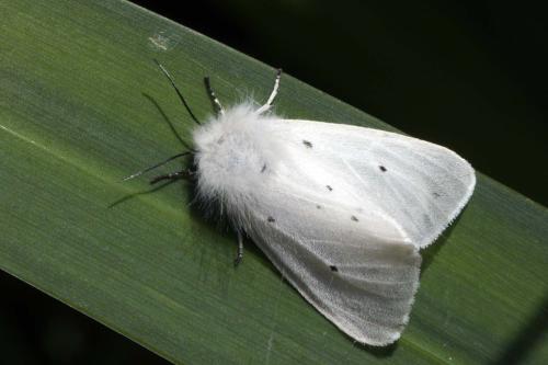 Diaphora mendica