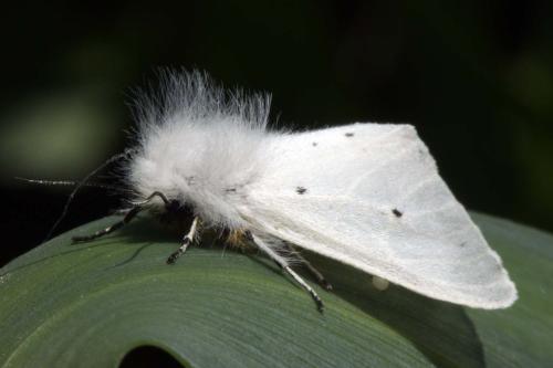 Diaphora mendica