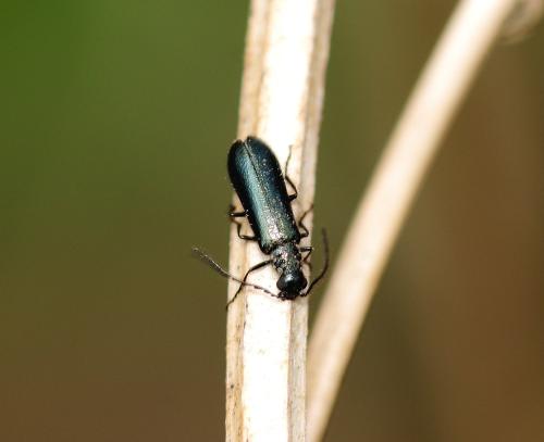 Réf. 301 097 : Dasytes caeruleus