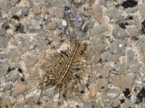 Réf. 301 010 : Scutigera coleoptrata