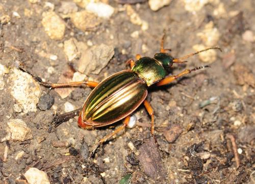 Carabus auratus