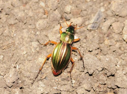 Carabus auratus