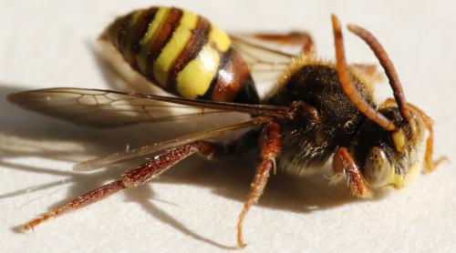 Nomada sp.