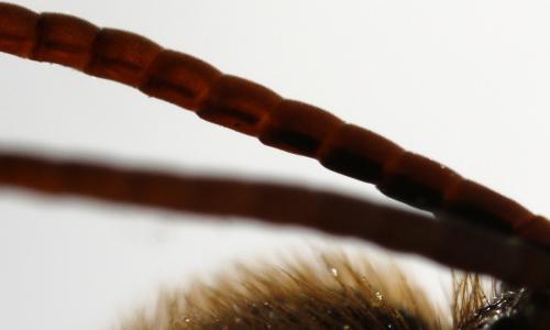 Nomada sp.