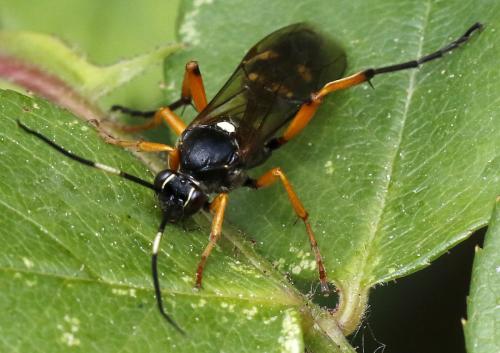 Réf. 301 555 : Diphyus quadripunctorius