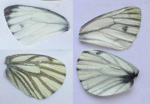 Pieris napi