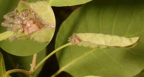 Olios argelasius