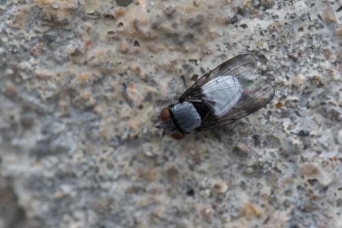 Milichia speciosa