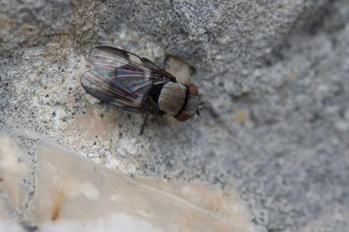 Milichia speciosa