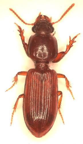 Clivina collaris