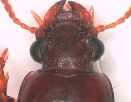 Clivina collaris