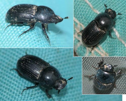Réf. 301 367 : Agrilinus ater