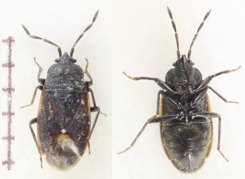 Drymus sp.