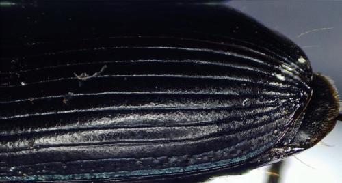Réf. 301 708 : Harpalus dimidiatus