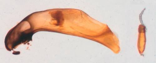 Réf. 301 415 : Bembidion ascendens