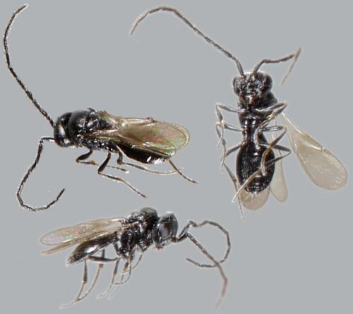 Trimorus sp.