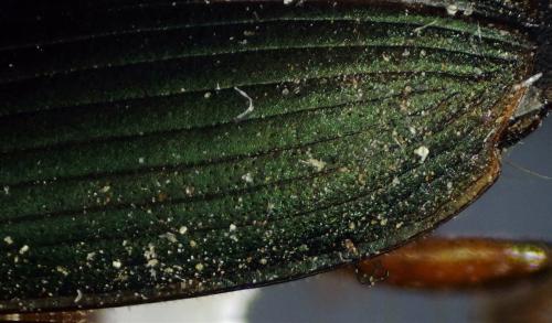 Harpalus affinis