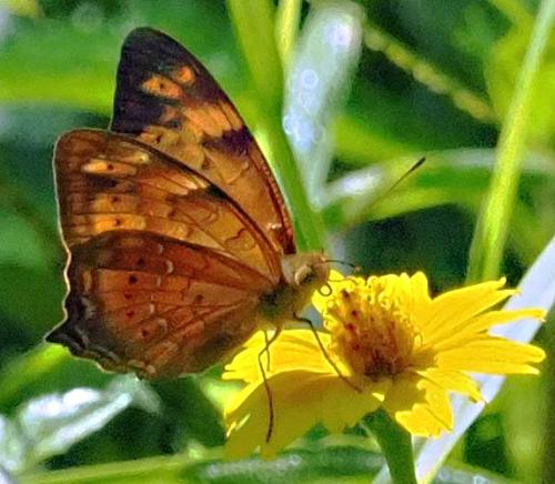 Réf. 301 049 : Vagrans egista scyllaria