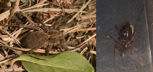 Alopecosa albofasciata