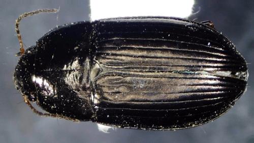 Amara sp.