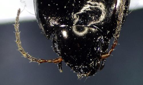 Amara sp.