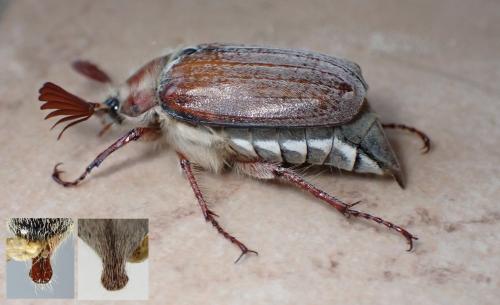 Melolontha hippocastani