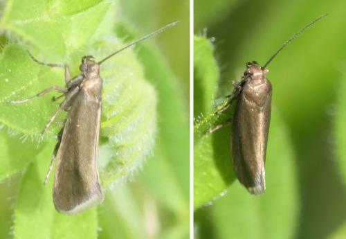 Réf. 301 186 : Glyphipterix fuscoviridella