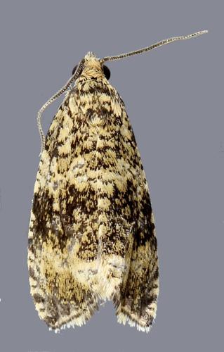 Celypha lacunana
