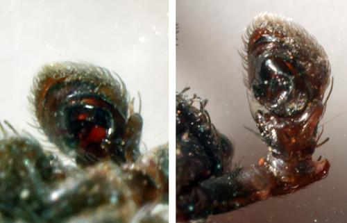 Ozyptila claveata