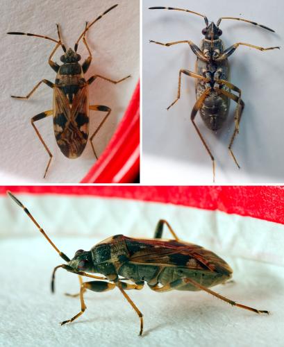 Beosus maritimus